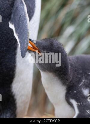 manchot gentoo (Pygoscelis papouasie, Pygoscelis papouasie), mendiant jeune avec son parent, Australie, Tasmanie, Macquarie Island, Buckles Bay Banque D'Images