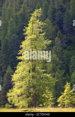 Mélèze commun, mélèze européen (Larix decidua, Larix europaea), mélèze dans les montagnes en été, Allemagne Banque D'Images