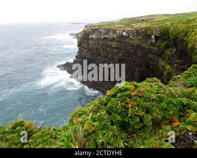 Falaises côtières sur l'île d'Enderby, Nouvelle-Zélande, îles d'Auckland, île d'Enderby Banque D'Images