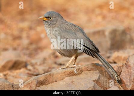 Jungle Babbler (Argya striata), perchée sur un rocher, Inde, Banque D'Images