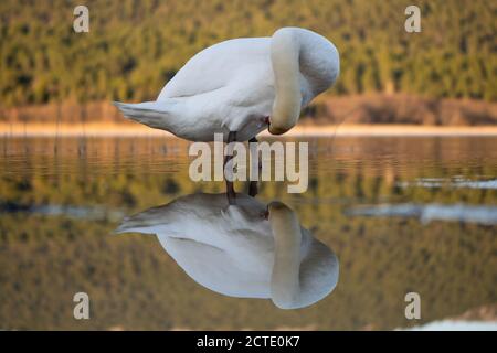 De beaux cygnes dans le parc national de Krka, en Croatie. Banque D'Images