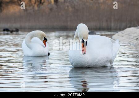 De beaux cygnes dans le parc national de Krka, en Croatie. Banque D'Images