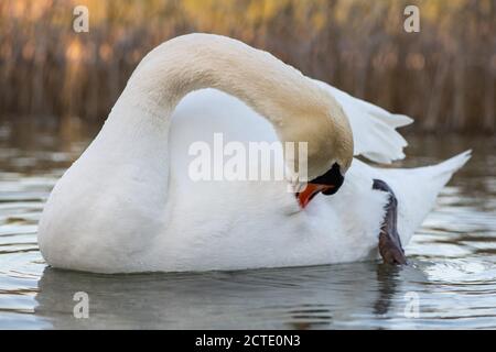 De beaux cygnes dans le parc national de Krka, en Croatie. Banque D'Images