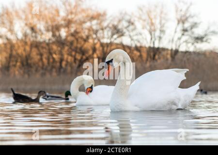 De beaux cygnes dans le parc national de Krka, en Croatie. Banque D'Images