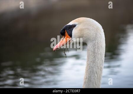 De beaux cygnes dans le parc national de Krka, en Croatie. Banque D'Images