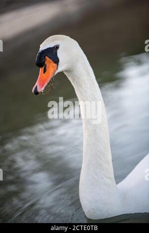 De beaux cygnes dans le parc national de Krka, en Croatie. Banque D'Images