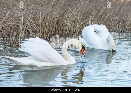 De beaux cygnes dans le parc national de Krka, en Croatie. Banque D'Images