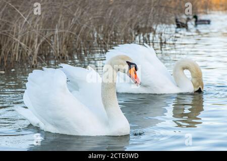 De beaux cygnes dans le parc national de Krka, en Croatie. Banque D'Images