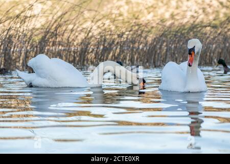 De beaux cygnes dans le parc national de Krka, en Croatie. Banque D'Images