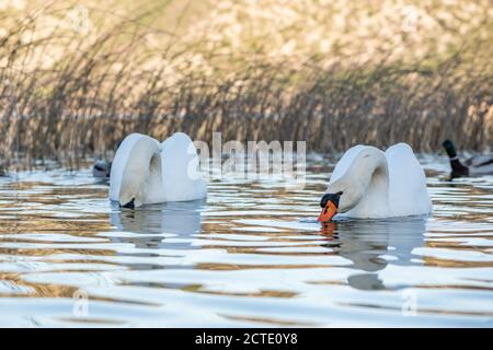 De beaux cygnes dans le parc national de Krka, en Croatie. Banque D'Images