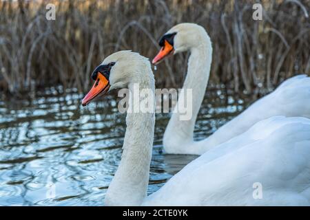 De beaux cygnes dans le parc national de Krka, en Croatie. Banque D'Images