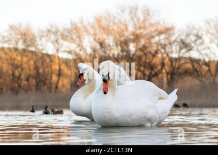 De beaux cygnes dans le parc national de Krka, en Croatie. Banque D'Images