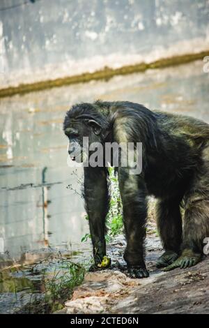 Jeune homme gigantesque Chimpanzee debout près de l'étang d'eau et regardant la caméra. Chimpanzé en gros plan avec une expression réfléchie. Monkey & Banque D'Images