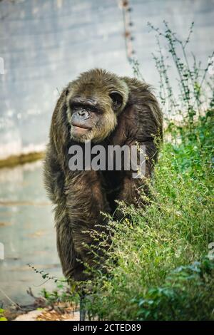 Jeune homme gigantesque Chimpanzee debout près de l'étang d'eau et regardant la caméra. Chimpanzé en gros plan avec une expression réfléchie. Monkey & Banque D'Images