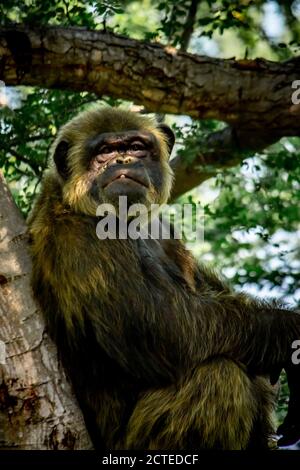 Jeune homme géant Chimpanzee dormir et se détendre sur un arbre dans la forêt d'habitat jungle. Chimpanzé en gros plan avec une expression réfléchie. Monke Banque D'Images