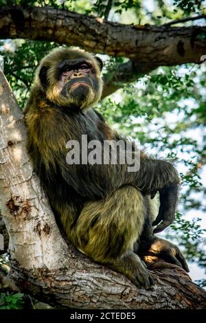 Jeune homme géant Chimpanzee dormir et se détendre sur un arbre dans la forêt d'habitat jungle. Chimpanzé en gros plan avec une expression réfléchie. Monke Banque D'Images