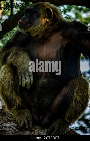 Jeune homme géant Chimpanzee se détendant sur un arbre dans la forêt d'habitat jungle. Chimpanzé en gros plan avec une expression réfléchie. Monkey & Apes fami Banque D'Images