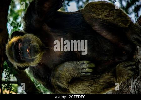 Jeune homme géant Chimpanzee se détendant sur un arbre dans la forêt d'habitat jungle. Chimpanzé en gros plan avec une expression réfléchie. Monkey & Apes fami Banque D'Images