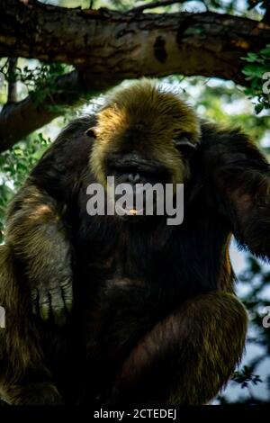 Jeune homme géant Chimpanzee dormir et se détendre sur un arbre dans la forêt d'habitat jungle. Chimpanzé en gros plan avec une expression réfléchie. Monke Banque D'Images