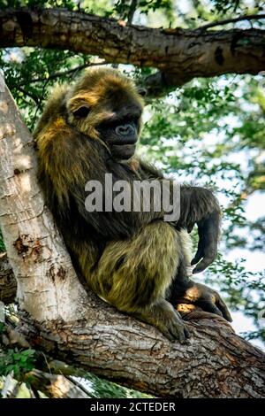 Jeune homme géant Chimpanzee dormir et se détendre sur un arbre dans la forêt d'habitat jungle. Chimpanzé en gros plan avec une expression réfléchie. Monke Banque D'Images