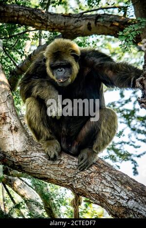 Jeune homme géant Chimpanzee dormir et se détendre sur un arbre dans la forêt d'habitat jungle. Chimpanzé en gros plan avec une expression réfléchie. Monke Banque D'Images