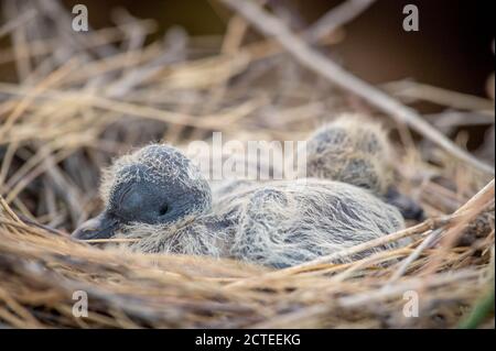 Écloserie de la Mourning Doves dans un nid. Mojave co., Arizona, États-Unis. Banque D'Images