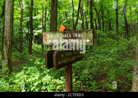 Randonnée dans la forêt nationale des Finger Lakes : où la nature sereine et les sentiers pittoresques font pour une aventure en plein air. Banque D'Images