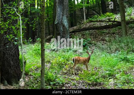 Randonnée dans la forêt nationale des Finger Lakes : où la nature sereine et les sentiers pittoresques font pour une aventure en plein air. Banque D'Images