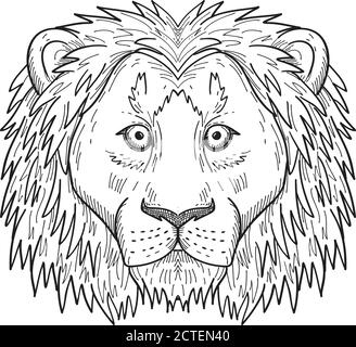 Dessin noir et blanc style dessin illustration d'une tête de coward, lâcheté ou lion effrayé avec la manie vue de devant sur un arrière-plan isolé. Illustration de Vecteur