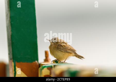 Zitting Cisticola assis sur la rambarde en bois du bateau de croisière en forêt pendant une soirée d'hiver au parc national de Sundarban, Bengale-Occidental, Inde Banque D'Images