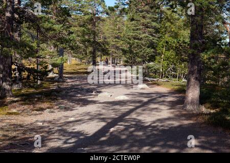 Suivez le sentier jusqu'à la cascade de Njupeskär dans le parc national de Fulufjället, en Suède. Chemin et pins dans le terrain, soleil. Banque D'Images