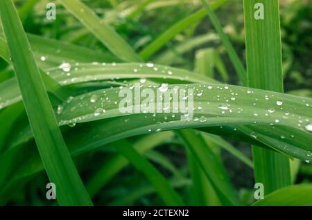 Herbe verte avec gouttes d'eau. Photo d'arrière-plan naturelle avec mise au point douce sélective Banque D'Images