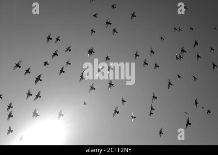 Un grand troupeau de pigeons en vol contre un brillant ciel ensoleillé Banque D'Images