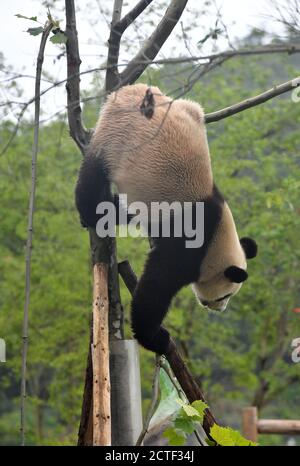 Un panda joue seul à la Maison Fenghuang Panda, dans la préfecture ...