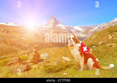 Saint Bernard chien de secours portant un kit de premiers secours, debout à Zermatt, canton du Valais, Suisse, avec Mont Matterhorn ou Monte Cervino ou Mont Banque D'Images