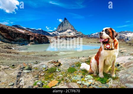 Saint Bernard chien de secours avec fût de brandy dans les prairies alpines autour du mont Cervin. Le mont Cervin des Alpes suisses se reflète dans le lac glacier par Banque D'Images