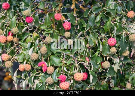 Cornus kousa 'John Slolock' montrant les fruits ou les graines Banque D'Images