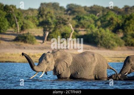 Femelle d'éléphant menant le troupeau à travers la rivière Chobe en or Lumière de l'après-midi au Botswana Banque D'Images