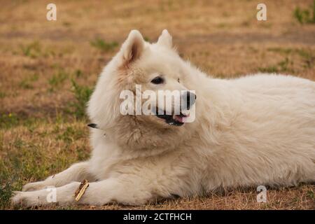Drôle de jeune heureux sourire chien blanc Samoyed, en plein air à Meadow. Animaux à l'extérieur. Le chien repose sur l'herbe. Blanc chien Banque D'Images