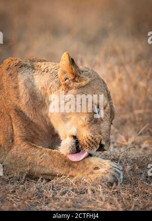 Portrait vertical d'une lioness allongé dans l'herbe sèche et Lécher sa patte au parc Kruger en Afrique du Sud Banque D'Images