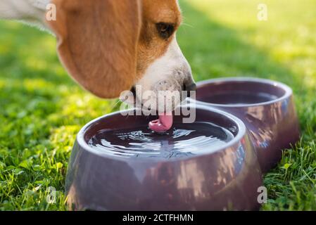 Beagle chien de l'eau potable pour refroidir à l'ombre sur l'herbe se cachant du soleil d'été. Banque D'Images
