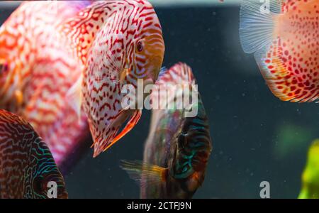 Poissons colorés des spièces Symphysodon discus dans l'aquarium. Banque D'Images