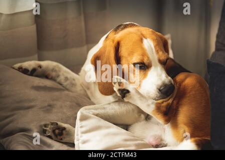 Beagle chien piquant sa peau de démangeaison sur les jambes. Problème de peau réaction allergique. Banque D'Images