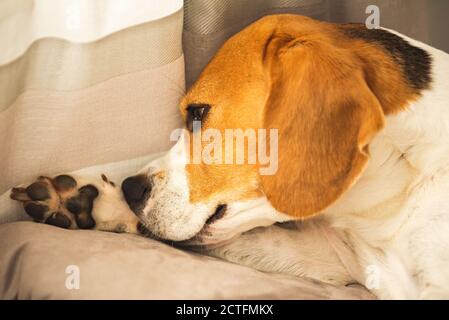 Beagle chien piquant sa peau de démangeaison sur les jambes. Problème de peau réaction allergique. Banque D'Images