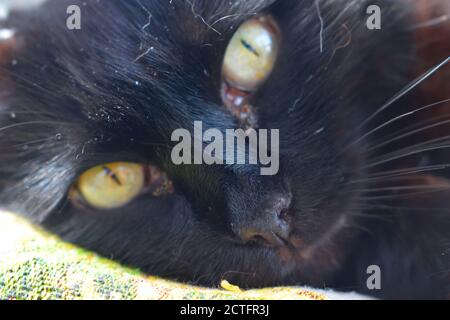 Portrait rêveur de chat noir posé au soleil Banque D'Images