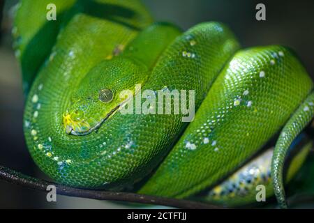 Le boa d'émeraude ou simplement le boa d'Émeraude Corallus caninus roulé sur la branche. Photo de haute qualité Banque D'Images