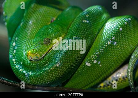 Le boa d'émeraude ou simplement le boa d'Émeraude Corallus caninus roulé sur la branche. Photo de haute qualité Banque D'Images