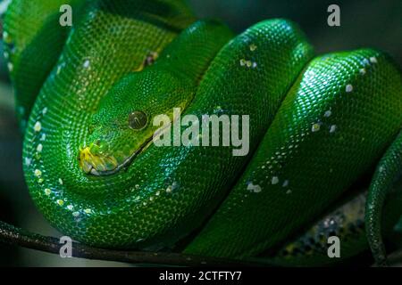 Le boa d'émeraude ou simplement le boa d'Émeraude Corallus caninus roulé sur la branche. Photo de haute qualité Banque D'Images