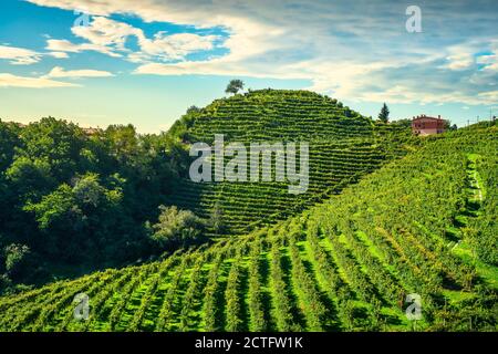 Collines Prosecco, vignobles et arbre. Patrimoine mondial de l'UNESCO. Valdobbiadene, Vénétie, Italie Banque D'Images