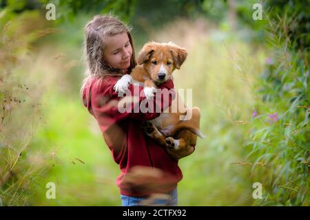 Mignon Bordertoller mix race chiot, bordure collie et toller Banque D'Images